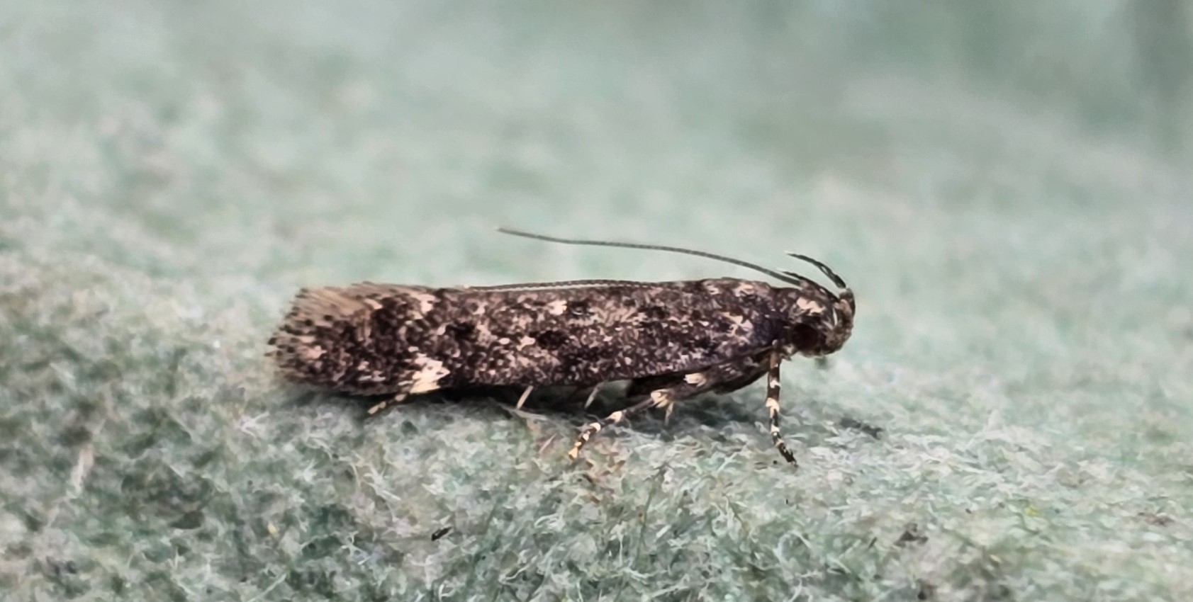 Photo of White-spot Groundling (Neofriseria peliella)